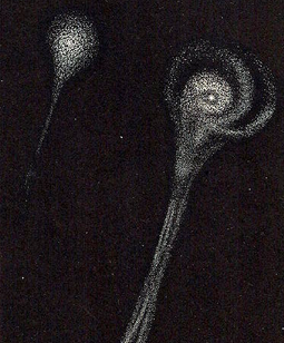 BIela's Comet